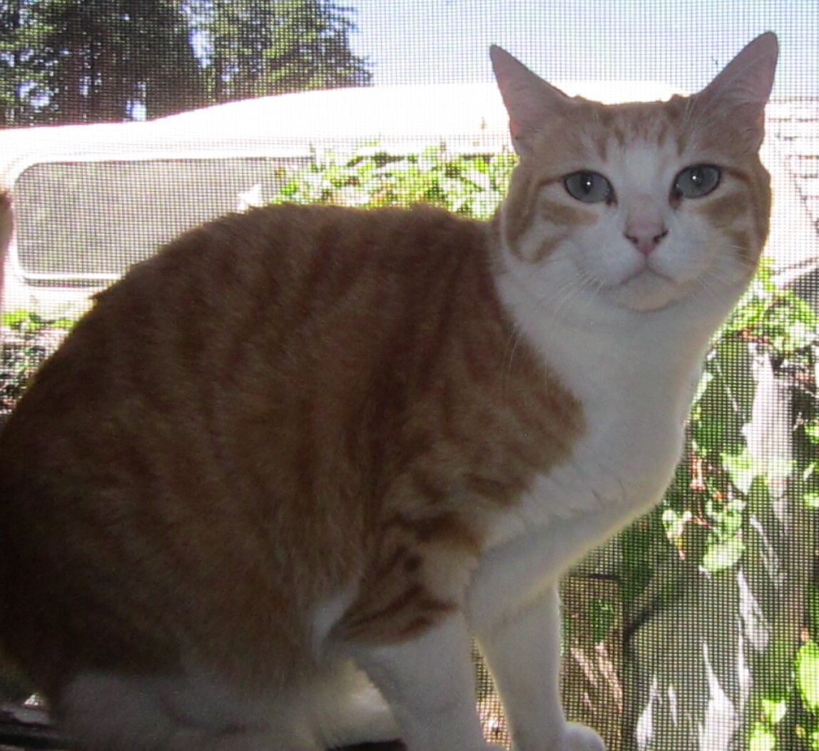 Kohl's Cat House - Missy